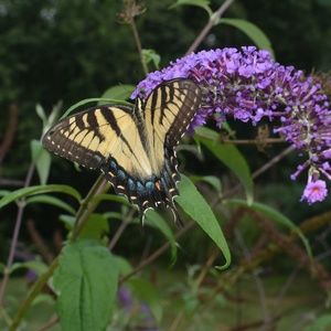 Meet your Posher, Irma